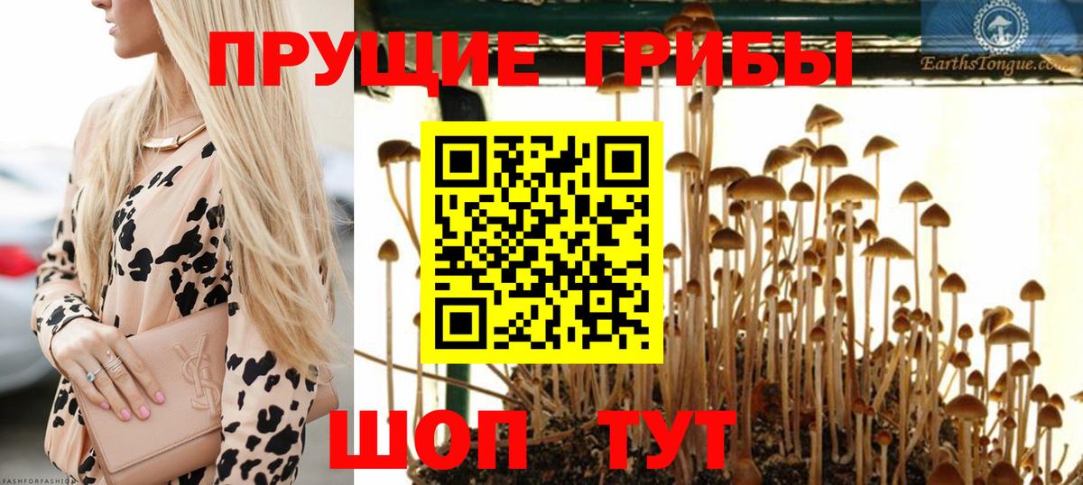Галлюциногенные грибы Psilocybine cubensis  Вход с VPN  Балтийск 